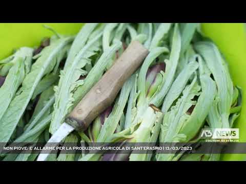 NON PIOVE: E' ALLARME PER LA PRODUZIONE AGRICOLA DI SANT'ERASMO | 13/03/2023