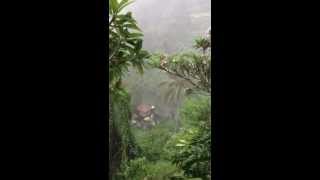 preview picture of video 'Raining at Taman Bebek Bali'