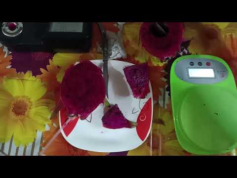 King Kong Dragon fruit Review