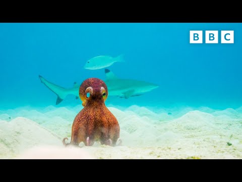 How many brains does an octopus have? | Spy in the Ocean