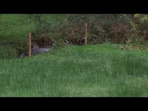 Sadie ist etwas wasserscheu