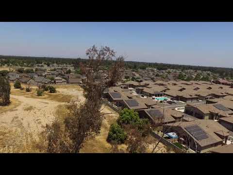 Red tail hawk feeding chicks