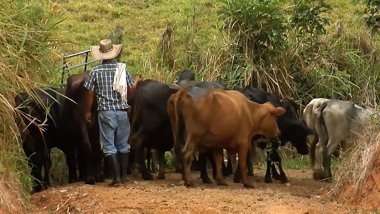 LECHERÍA FINCA LA MANUELA   VITERBO   CALDAS 1