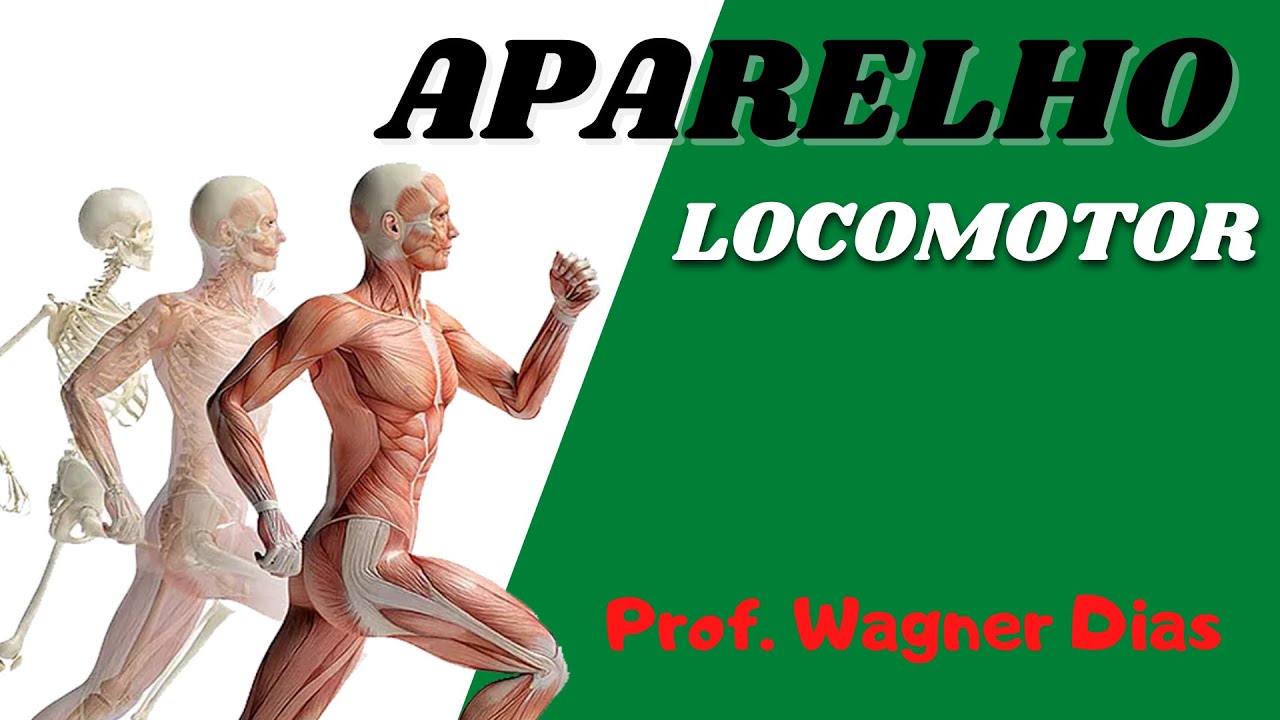 O Que é Anatomia Do Aparelho Locomotor O Que é Anatomia Do Aparelho Locomotor
