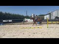 Newton de Molion Hongre, 3 ans, alezan, SF, toise 162