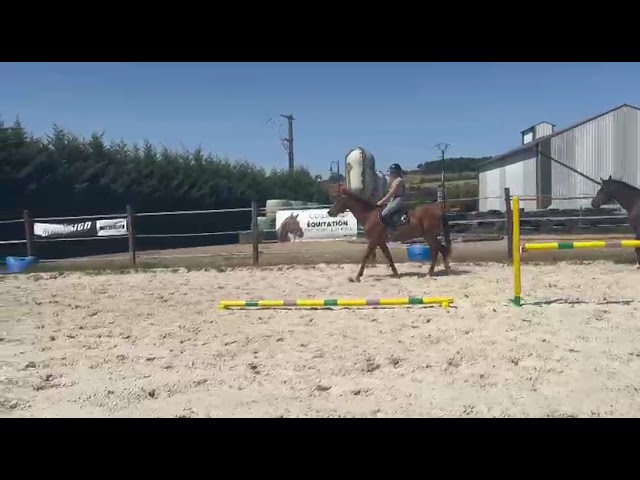 Newton de Molion Hongre, 3 ans, alezan, SF, toise 162