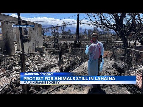 Maui Recovery: Protest sheds light on animals in Lahaina burn zone