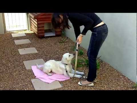 VBlogMag #14 - Puppy Training Tips by beautiful Suné