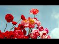 Cherish  -  Aeoliah