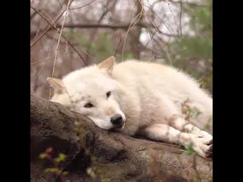 Когда ты очень ленив, но долг перед стаей дороже всего!