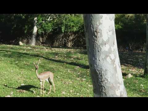 Hyper Duiker (Duiker rhymes with biker.)