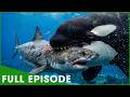 KILLER WHALE CONFLICT - Deadly Hunters of the Deep (Full Episode) | Nature Animal Documentary DEFAULT Thumbnail