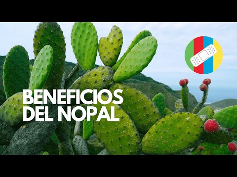 BENEFITS OF NOPAL