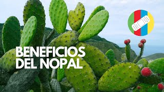 BENEFICIOS DEL NOPAL