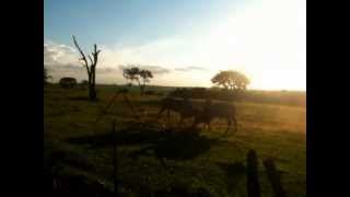 preview picture of video 'campos novos paulista briga de touro'