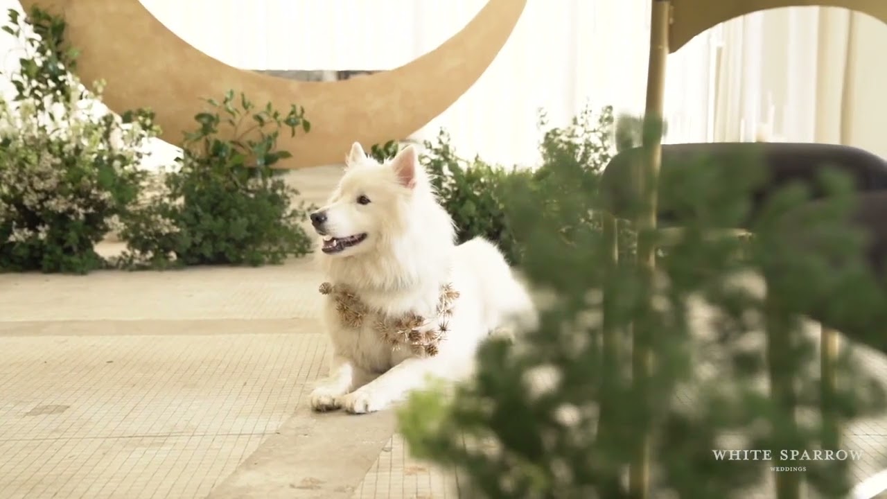 Celestial Style Wedding