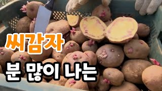 감자 재배법 이거면 누구가 쉽게 재배 가능하다