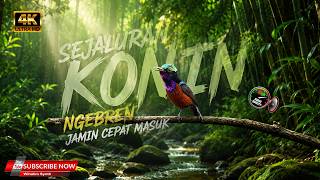 Download lagu MASTERAN SEJALURAN KOLIBRI NINJA JERNIH JAMIN CEPAT MASUK !! KONIN OMBYOKAN IKUT NEMBAK mp3