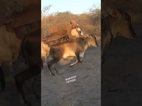 Vaqueiro desceu na tábua do boi #pegadeboinomato #romariofeitosa