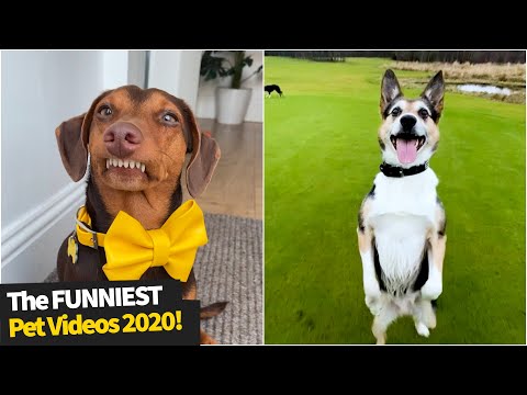 🤣 Funniest 🐶 Dogs And 😻Cats - Try Not To Laugh - Best Of The 2020 Funny Animal Videos