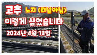 고추심기 2024년 코레곤 세븐스타 괴산청결고추 괴산고추 노지 심는방법 부직포깔기 말뚝박기 고추말뚝 타격봉 …