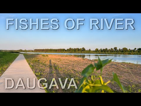 Fishes of river Daugava