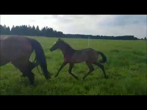 Hengstfohlen von Marc Cain x Weltmeyer (for sale)