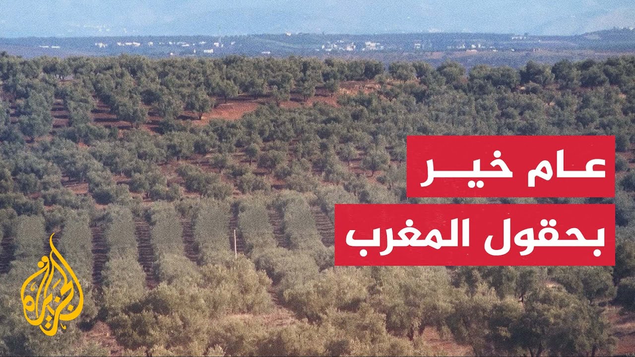 المغرب.. 111% معدل النمو في إنتاج الزيتون هذا العام وتوقعات بتسجيل مليوني طن