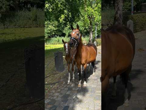 Mississippi HP: STEERWOLDE´S V.I.P x BODO - 2015 stute