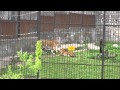 драка тигров в зоопарке Калининграда, Тигры напали на слоненка 