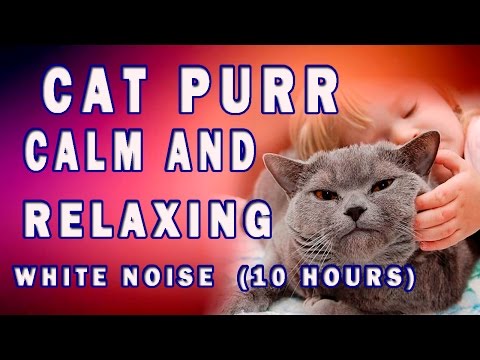 Cat Purr for Healing. 10h of Cat Purring Relaxing Sounds