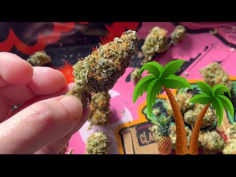 Tropical Gelato Strain Allbud I Wasnt Expecting This Much Power