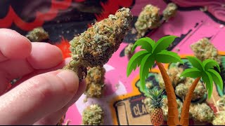 Tropical Gelato Strain Review