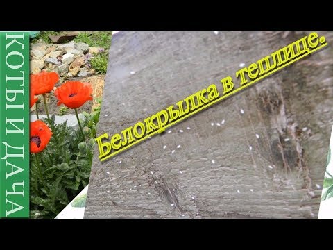 #Белокрылка. Как я боролось с белокрылкой в теплице.