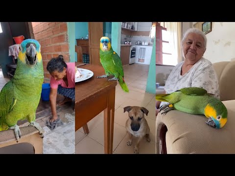 OS PAPAGAIOS MAIS ENGRAÇADOS | COMPILADO #06