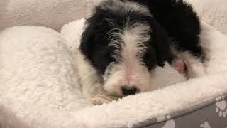 Video preview image #3 Bordoodle Puppy For Sale in CRESTON, OH, USA