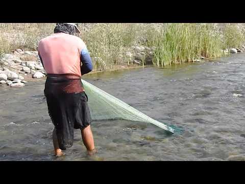 Two fishermen cast their cast nets in a river full of giant shrimp