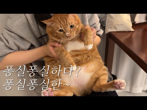 마음을 달래줄 고양이 어디 없나