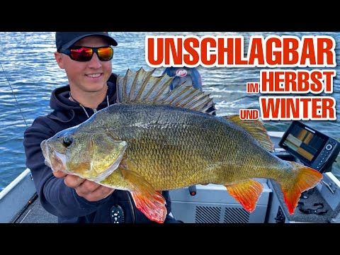 Das BESTE RIG für Barsch und Zander! Angeln mit dem Carolina Rig