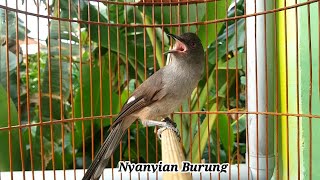 Download lagu MASTERAN Murai Air 100% NEMBAK PANJANG mp3 Download lagu MASTERAN Murai Air 100% NEMBAK PANJANG mp3