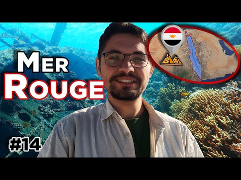 Mystères Écologiques : ce que vous ignoriez sur la Mer Rouge !