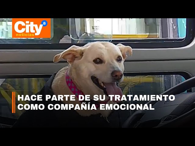 Lulu, la perrita que acompaña a un conductor de SITP que perdió a su familia en un accidente