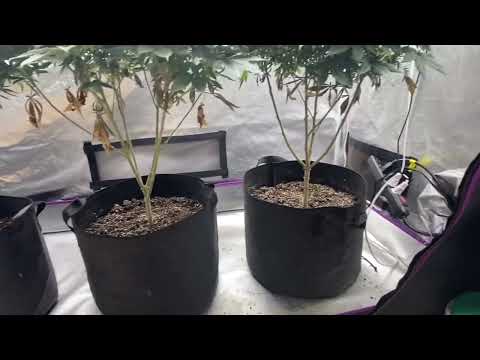 GG#4 grown with blue sky organic soil and Gaia green organic fertilizer