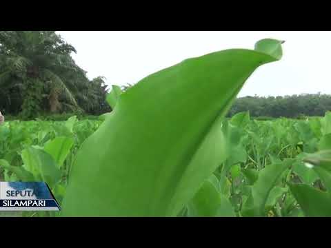 Budidaya Genjer Desa U2 Karyadadi Kabupaten Musi Rawas