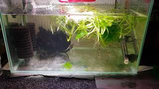 HOW TO BREED PYGMY CORYDORAS