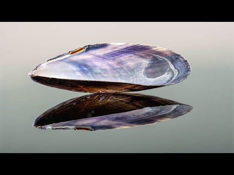 Seashells, Strong Bones, and Moon Houses - Creating artificial mother-of-pearl