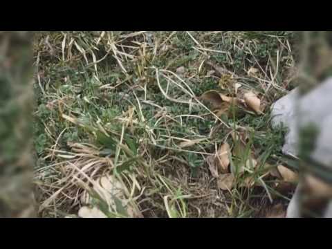 Calocybe gambosa 2017