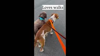 Video preview image #1 Mutt Puppy For Sale in Kennesaw, GA, USA