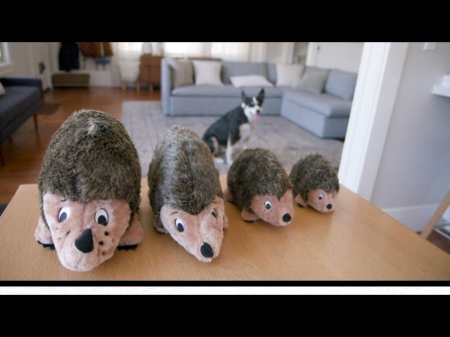 Vídeo relacionado con Outward Hound Hedgehogz - Juguete de peluche para perros - Erizo - Marrón - S