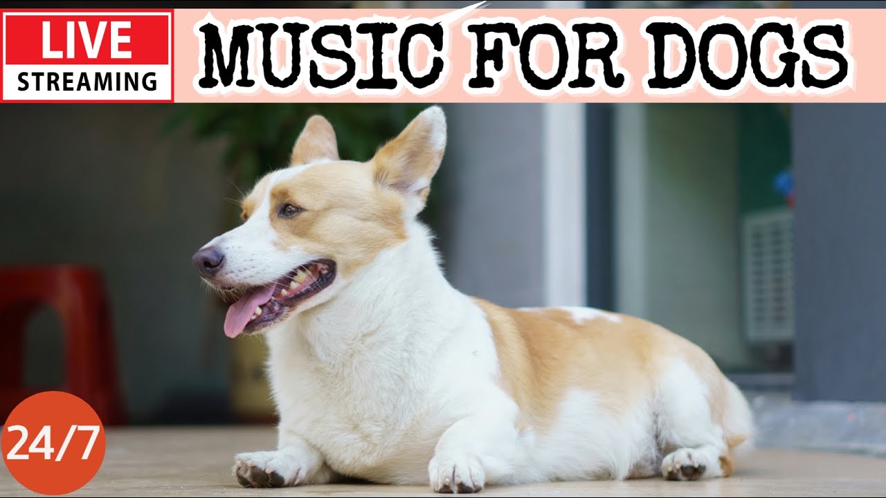 🔴[LIVE] Dog Music🎵Dog Calming Music🐶💖Anti Separation Anxiety Music💖🦮Soothing Sleep Music for Dogs🔴３